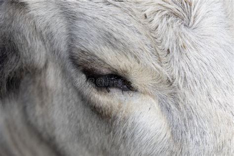 Ruminant Hungarian Gray Cattle Bull In The Pen Big Horns Portrait