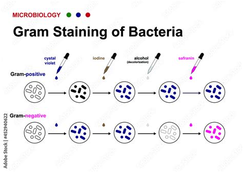 Microbiology Diagram Show Gram Staining Technique For Identify Gram