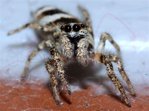 In Photos 21 Scariest Spiders In The World Espoir Chiapas