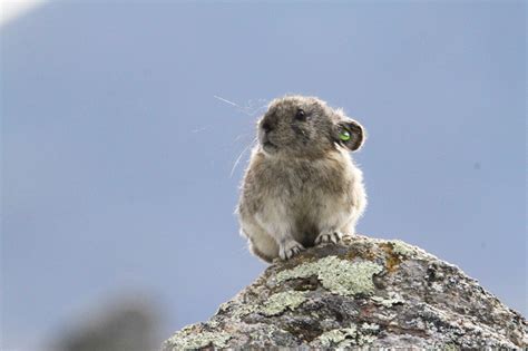 Collared Pika Threatened Endangered And Diversity Program Alaska