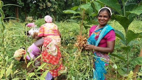 Organic Farming Is Changing The Lives Of Tribal Peoples In India And