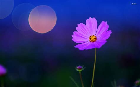 Cosmos Flowers Wallpapers Wallpaper Cave