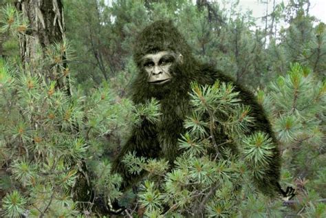 What Are The Best Known Cryptids From Around The World The Habitat