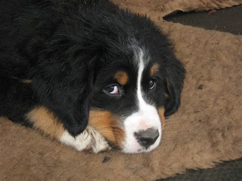 Berner Baby Cute Puppies Dogs And Puppies Cute Animals Baby Animals