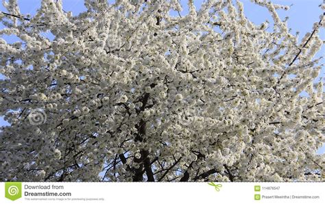 Blossom White Cherry Colorful Of Spring With Warm Sunshine Stock Image