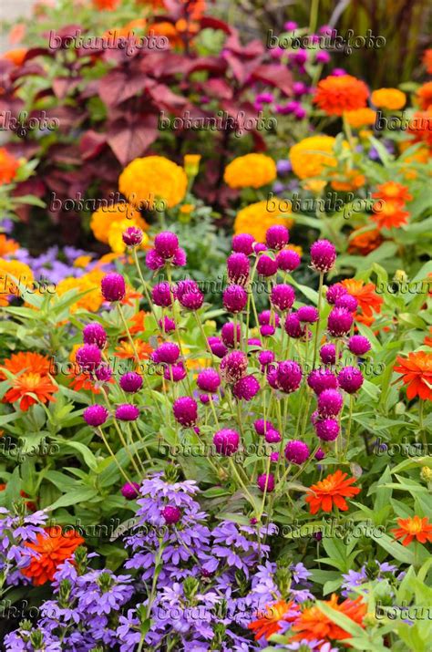 Images Gomphrena Globosa Images De Plantes Et De Jardins Botanikfoto