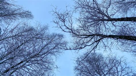 Winter Treetops Look Up To The Sky Trees Bottom View Blue Sky Stock