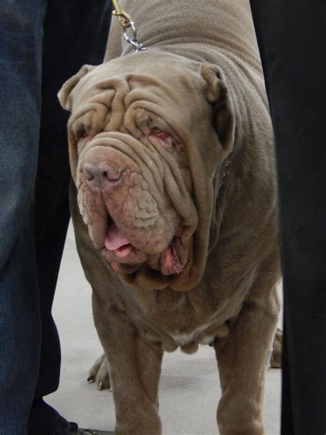 The Neapolitan Mastiff Ultimate Breed Information Guide Your Dog