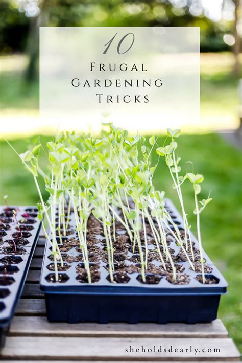 10 Frugal Gardening Tricks She Holds Dearly In 2020 Frugal