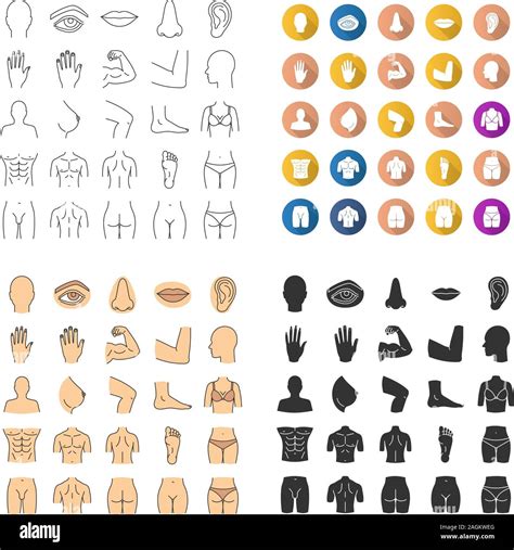 Iconos De Partes Del Cuerpo Humano Anatomía La Asistencia Sanitaria