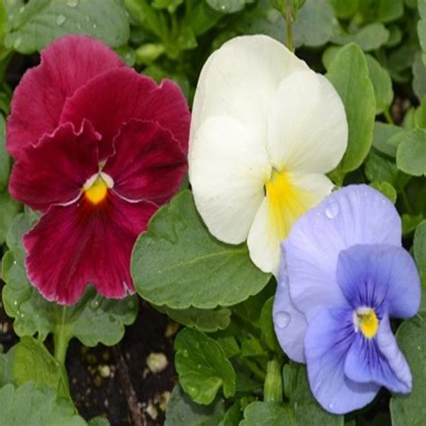 Pansy Matrix Opal Mix Pansy From Plantworks Nursery
