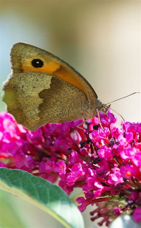 A Meadow Brown Butterfly About Wild Animals