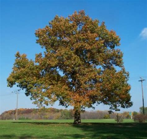 Interesting Facts About Oak Trees Owlcation