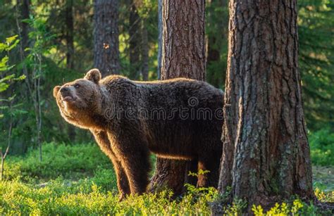 Adult Brown Bear At Sunset Light Backlit Brown Bear Stock Image