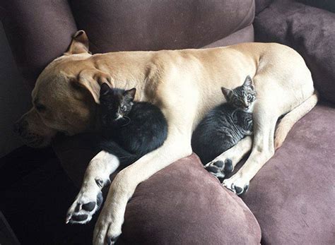 80 Cats Who Use Dogs As Pillows Bored Panda