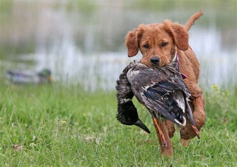 Golden Retriever Hunting Recent Photos The Commons Getty Collection