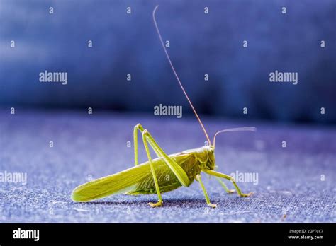 Blue And Yellow Grasshopper High Resolution Stock Photography And