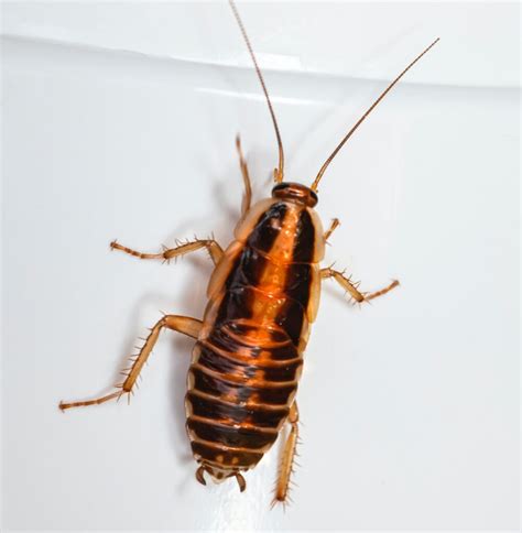 Do Cockroaches Bite Humans How Cockroaches Can Spread Disease Ph