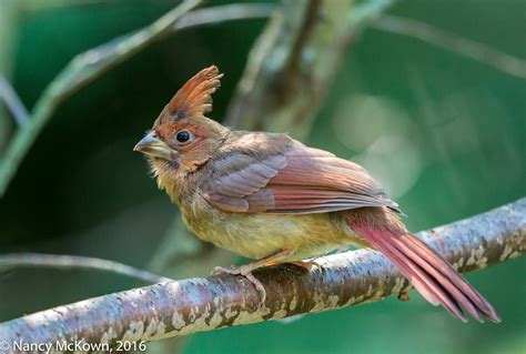 Photographing Female Northern Cardinals Welcome To