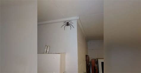 Man Shares Pic Of Huntsman Spider That S Been Growing In His House