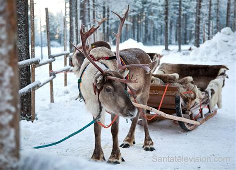 Reindeer In Finnish Lapland Waiting For Santa Claus Rovaniemi Photo Lapland Lapland Finland
