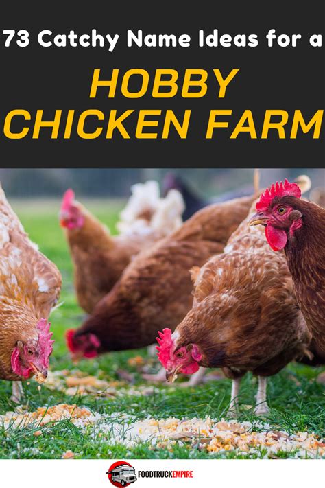 473 Catchy Name Ideas For A Hobby Chicken Farm