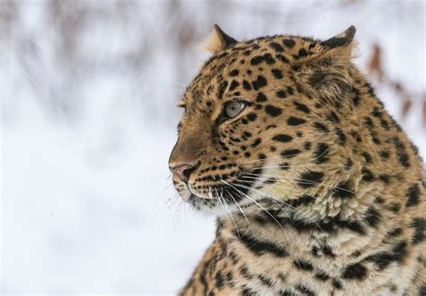 50 Unbelievable Facts About Amur Leopards Ultimate Guide 2024