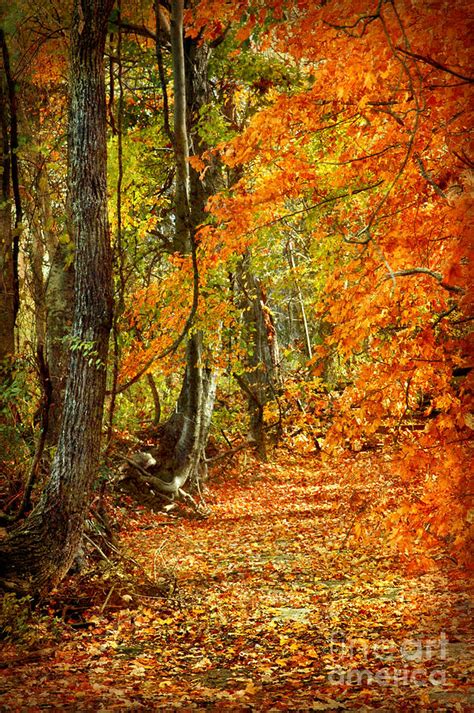 Pathway Through Autumn Woods Photograph By Cheryl Davis