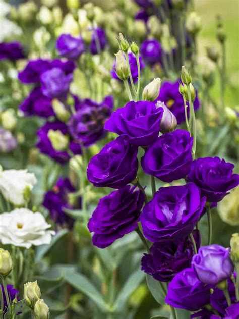Kate Denman Lisianthus Purple Flowers That Look Like Roses