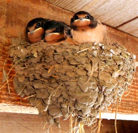This Barn Swallow Nest Was In My Barnso Cute Bird Pictures