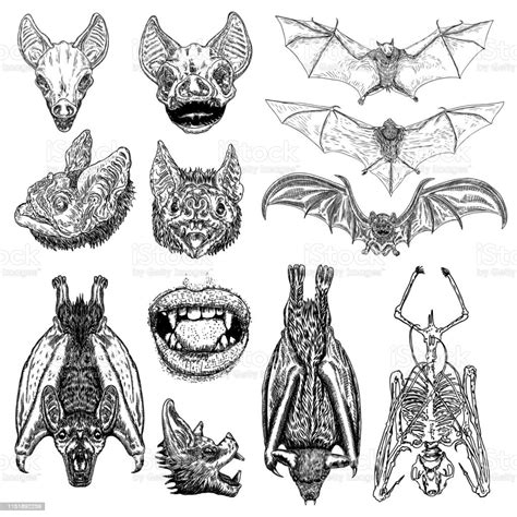 Large Set Of Bats And Vampires Human Lips With Fangs Skeleton Bat Skull