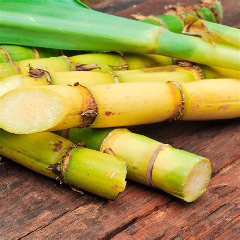 Red Sugar Cane Handonfruits