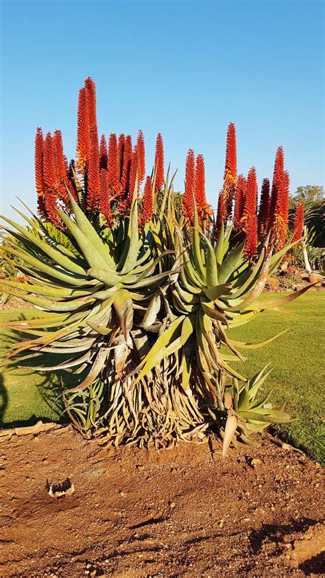 Aloe Hybrid In Flower Johans Hybrids July 2018 Vegetais