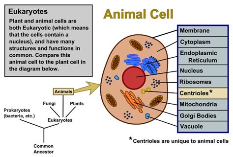 The animal cell and plant cell diagrams are easily colorable, allowing students to differentiate the different parts of the cell quickly. Plant Cells vs. Animal Cells, With Diagrams | Owlcation