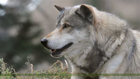 There are few creatures more fearsome and mighty than the wolf, and there's no better place to find a wolf wallpaper than unsplash. Grey Wolf Wallpapers - Wallpaper Cave