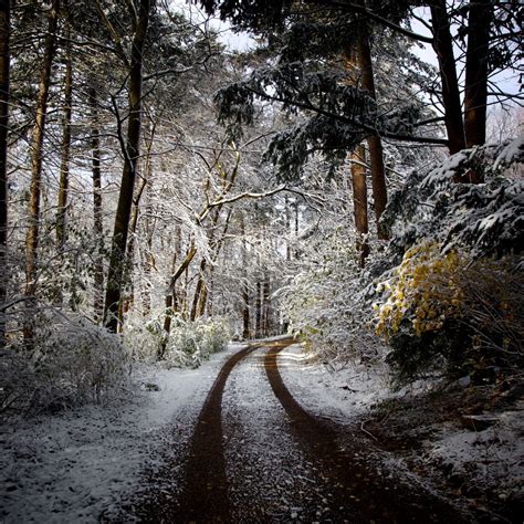 Peter Baker Photography Walk In The Woods Winter Scenes