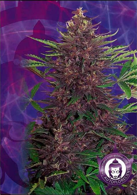 Purple Kush Auto Semillas De Marihuana Autoflorecientes