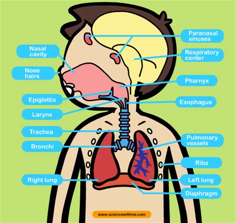 Science Project Respiratory System