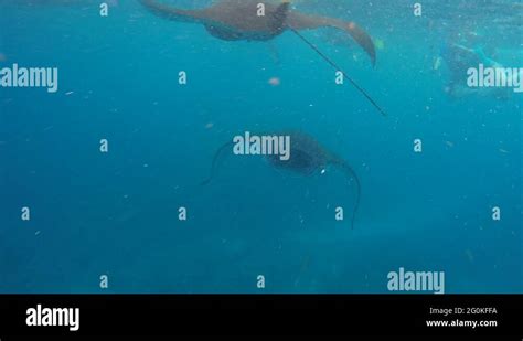 Manta Rays Swim In The Blue Green Sea Stock Video Footage Alamy