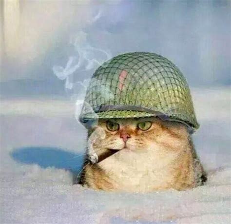 How Cats Were Used In War Cat Daily News