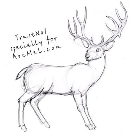 How To Draw A Deer Step 4 Drawings Deer Portrait Drawing