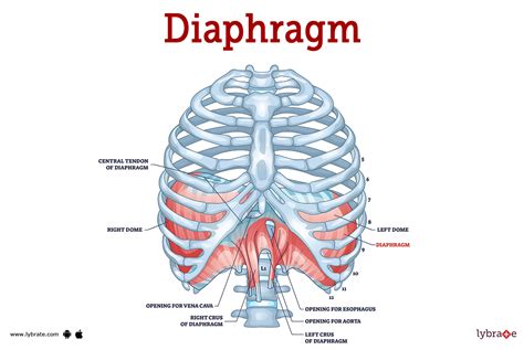 Lungs And Diaphragm Diagram
