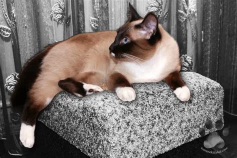 Siamese Cats And White Paws