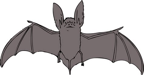 Bat clipart realistic, Bat realistic Transparent FREE for download on WebStockReview 2021