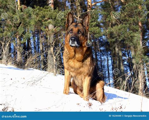 The Borderquard German Shepherd At Snow Stock Photo Image Of Face