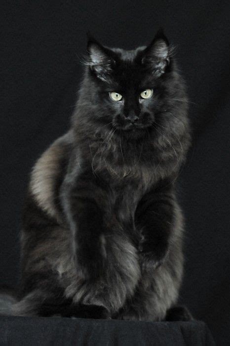 They rank third among the breeds. Pin on Maine Coon Cats