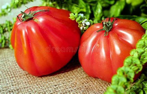 Two Red Orange Tomato Near Green Leaves Picture Image 87315961