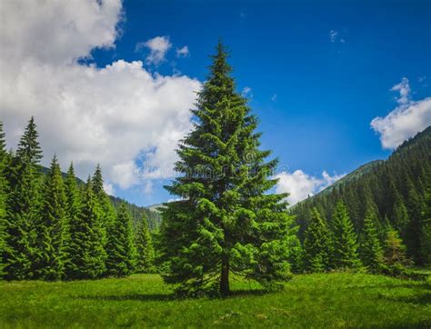 Summer Landscape Alone Pine Tree Carpathians Mountains Ukraine Stock