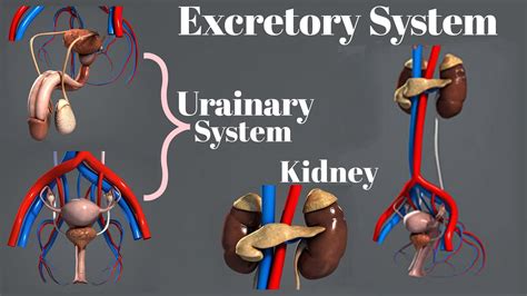 Excretory System Urinary System Functions Of Kidney Youtube