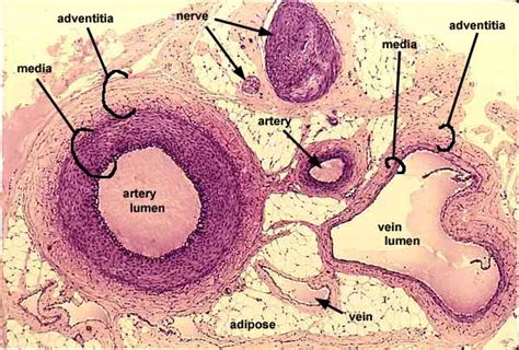 The central opening of a blood vessel, the lumen, is surrounded by a wall consisting of three layers arterioles are small, nearly microscopic blood vessels that branch from muscular arteries. APII Notes Home Page